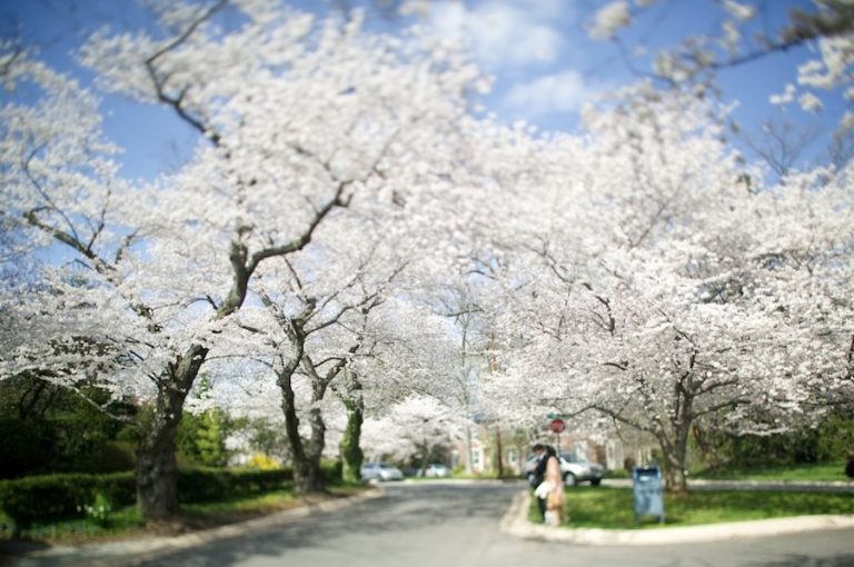 Kensington Bethesda, Maryland Gregg Greenwood